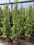 Trachelospermum Jasminoides Star Jasmine Highly Fragrant Extra Large Climbing Plant 5-6ft Supplied in a 7 Litre Pot