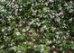 Trachelospermum Jasminoides Star Jasmine Highly Fragrant Extra Large Climbing Plant 5-6ft Supplied in a 7 Litre Pot