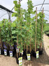 Grape Vine Vitis White Van der Laan 4-5ft Tall XL | 5 Litre Pot | By Direct Plants