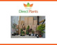 Fatsia Spiders Web Variegated Evergreen Shrub 2-3ft Extra Large in a 7.5 Litre Pot By Direct Plants