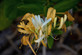 3x Lonicera Copper Beauty Evergreen Honeysuckle Climbing Plants 3-4ft Tall Supplied in 3 Litre Pots