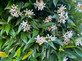 3x Trachelospermum Evergreen Star Jasmine Climbing Plants 2-3ft Large in 3 Litre Pots