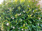 3x Trachelospermum Evergreen Star Jasmine Climbing Plants 2-3ft Large in 3 Litre Pots