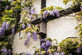 3x Wisteria Sinensis Blue Climbers 3-4ft Tall Large in 3 Litre Pots By Direct Plants
