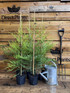 6x Large Golden Leylandii Castlewellan Hedging Trees 3ft Tall in 3 Litre Pots