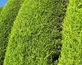25x Golden Leylandii Castlewellan Evergreen Hedging Trees in Pots By Direct Plants