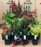 Mixed Garden Shrub Selection, Pack of 5 Established Plants Supplied in 9cm Pots