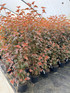 Physocarpus Lady in Red Shrub 5ft Tall Extra Large in a 7.5 Litre Pot By Direct Plants