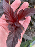 Physocarpus Lady in Red Shrub 5ft Tall Extra Large in a 7.5 Litre Pot By Direct Plants