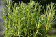 Pack of 5 Rosemary Rosmarinus Officinalis Hardy Herb Plants in Pots