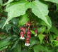 3x Leycesteria Himalayan Honeysuckle Shrubs Extra Large in 3 Litre Pots By Direct Plants