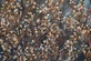 3x Amelanchier Obelisk Saskatoon Fruit Trees 2-3ft Large in a 3 Litre Pots By Direct Plants