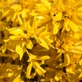 5 Large Forsythia Lynwoods Gold Shrubs 3-4ft Tall in 3 Litre Pots By Direct Plants