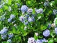 Ceanothus Victoria Californian Lilac Shrub 3-4ft Supplied in a 5 Litre Pot …