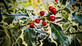 3x Ilex Argentea Aureomarginata Holly Plants 3-4ft Large in 3 Litre Pots
