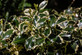 3x Ilex Argentea Aureomarginata Holly Plants 3-4ft Large in 3 Litre Pots