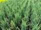 6x Juniperus Skyrocket Rocky Mountain Juniper Conifer 2-3ft Large Trees 2/3L Pots By Direct Plants