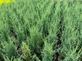 6x Juniperus Skyrocket Rocky Mountain Juniper Evergreen Conifer Trees 2/3L Pots By Direct Plants