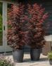 2x Japanese Maple Acer Palmatum Skeeters Broom Trees 3-4ft Large | By Direct Plants