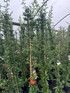 3x Pyracantha Orange Glow Evergreen Shrub 4-5ft Extra Large By Direct Plants