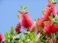 3x Callistemon Bottle Brush Evergreen Shrubs 3-4ft Large Plants in 3 Litre Pots