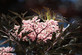 3x Sambucus Nigra Black Lace Shrubs Large Plants in 3 Litre Pots