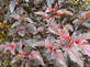3x Physocarpus Lady in Red Shrubs Large 3-4ft Plants in 3 Litre Pots