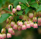 3x Enkianthus Campanulatus Red Bells Garden Shrubs Large Plants in 3 Litre Pots