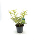 3x Sambucus Golden Tower Shrubs Large in 3 Litre Pots By Direct Plants