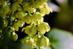 3x Mahonia × media Winter Sun Plants Large Supplied in 3 Litre Pots