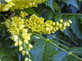 3x Mahonia × media Winter Sun Plants Large Supplied in 3 Litre Pots