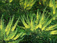 3x Mahonia × media Winter Sun Plants Large Supplied in 3 Litre Pots