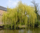 Salix Chrysocoma Weeping Willow Tree 6ft Large By Direct Plants