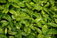 6x Aucuba Japonica Variegata Japanese Laurel Shrubs Large Plants in 3 Litre Pots