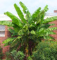 Musa Basjoo Fully Hardy Banana Fruit Tree 2-3ft Tall in a 5 Litre Pot
