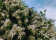 6x Mixed Jasmine Climbing Plants Extra Large 3 Litre Pots By Direct Plants