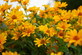 The Yellow Flowering Collection Ready Made Garden Border | Mixed Flowering Perennials | Pack of 6 Large 2 & 3L Pots