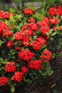 The Red Flowering Collection Ready Made Garden Border | Mixed Flowering Perennials | Pack of 6 Large 2 & 3L Pots