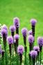 The Purple Flowering Collection Ready Made Garden Border | Mixed Flowering Perennials | Pack of 6 Large 2 & 3L Pots