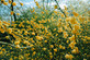 The Yellow Flowering Hardy Shrub Collection Ready Made Garden Border | Mixed Pack of 6 Large 3L Potted Plants