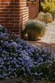 The Blue Flowering Hardy Shrub Collection Ready Made Garden Border | Mixed Pack of 6 Large 3L Potted Plants