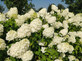 The White Flowering Hardy Shrub Collection Ready Made Garden Border | Mixed Pack of 6 Large 3L Potted Plants