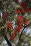 The Red Flowering Hardy Shrub Collection Ready Made Garden Border | Mixed Pack of 6 Large 3L Potted Plants