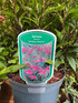5 Mixed Extra Large Spiraea Flowering Shrubs in 3 Litre Pots By Direct Plants