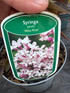 2 Mixed Extra Large Syringa Dwarf Lilac Shrubs in 3 Litre Pots By Direct Plants