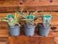 3 Mixed Hardy Yucca Trees in 2/3 Litre Pots By Direct Plants