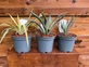 3 Mixed Hardy Yucca Trees in 2/3 Litre Pots By Direct Plants