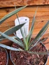 3 Mixed Hardy Yucca Trees in 2/3 Litre Pots By Direct Plants