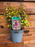 3 Mixed Large Coprosma Evergreen Shrubs in 2/3 Litre Pots By Direct Plants