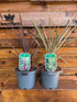 2 Mixed Large Cordyline Palm Evergreen Shrubs in 2/3 Litre Pots By Direct Plants
